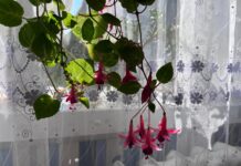 ФОТО ДНЯ: как колокольчик