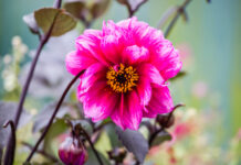 ФОТО ДНЯ: красота в мелочах