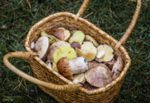 ФОТО ДНЯ: осенние дары