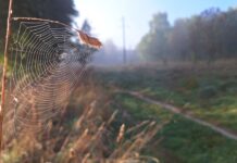 ФОТО ДНЯ: осенняя паутинка