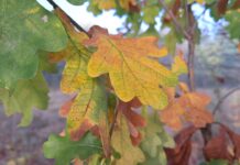 ФОТО ДНЯ: осень прекрасна