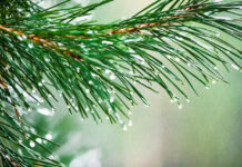 ФОТО ДНЯ: капельки