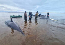 На Камчатке волонтеры пытаются спасти застрявших на мели косаток