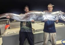 Рыбаки выловили предвещающего катаклизмы сельдяного короля