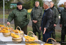 Александр Лукашенко ознакомился с результатами эксперимента по возделыванию кукурузы
