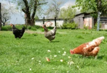 Что делать, если соседская собака загрызла ваших кур?