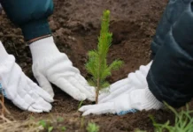 ФПБ примет активное участие в восстановлении лесного фонда после летнего урагана