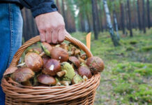 Советы для безопасной грибной охоты в лесу