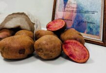 Фиолетовый картофель «Вайлдберриз» вывели белорусские ученые