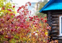 Узнали, что пользуется «спросом» у любителей «похозяйничать» на чужой даче