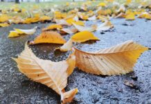 ФОТО ДНЯ: “золото” на улицах