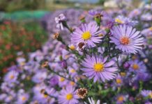 ФОТО ДНЯ: осенний цветок