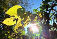 ФОТО ДНЯ: осенние лучики