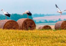 Борисовские школьники в числе победителей областного этапа республиканского конкурса