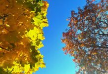 ФОТО ДНЯ: такая разная осень