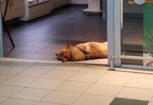 ФОТО ДНЯ: заработался, отдыхает