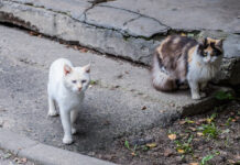 ФОТО ДНЯ: подъездные сторожа