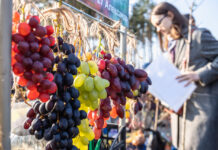 ФОТО ДНЯ: гроздья винограда