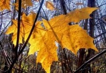 ФОТО ДНЯ: кленовое солнышко