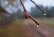 ФОТО ДНЯ: капелька