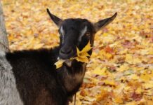 ФОТО ДНЯ: зажевала осень