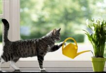 Как правильно поливать комнатные растения?