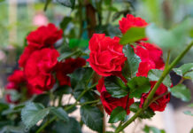 Как помочь розам пережить зимние холода, рассказала агроэксперт