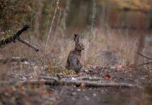 В Беларуси открыт сезон охоты на зайца