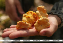 Собирать грибы… зимой? Можно, но стоит знать несколько правил