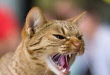 Да он же бешеный! Можно ли в современных реалиях заразиться бешенством и придется ли  делать уколы в живот?