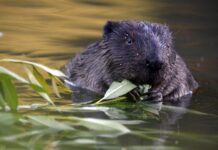 Хвостатые инженеры: расскажем несколько захватывающих фактов о бобрах
