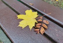 ФОТО ДНЯ: напоминание об осени