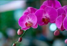 Как ухаживать за орхидеей
