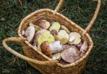 Как не принести в лукошке радионуклиды?