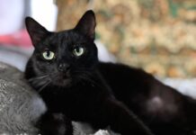 ФОТО ДНЯ: взгляд хищника