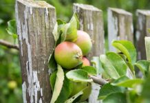 Что делать, если мешают ветки деревьев с соседнего участка? 