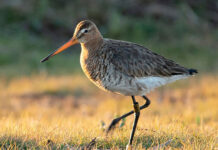 Птица 2025 года в Беларуси – большой веретенник