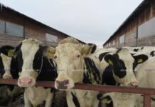 Принимаемые органами прокуратуры Минской области меры позволили в 2023 году сократить падеж КРС на 910 голов