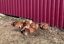 ФОТО ДНЯ: греемся на солнышке