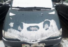 ФОТО ДНЯ: найдите собачку