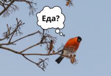 Чем кормить птиц зимой