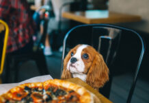 С 1 января в Беларуси запретят вход с собаками в кафе и магазины
