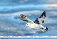 Мокрый снег и гололедица. Какой погоды ждать белорусам 16 января