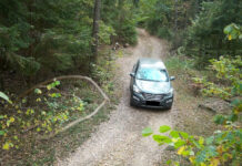 Фотоловушки подтверждают свою эффективность в Борисовском районе