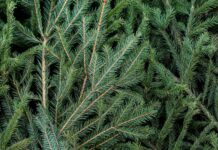 В Минской области стартует акция «Ёлки, палки и щепа»