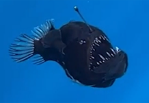 Ученые впервые смогли увидеть рыбу-демона при дневном свете