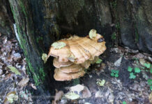 В Беларуси нашли новый гриб