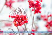 Заморозки до -13°С ожидаются в ночь на 5 февраля в Беларуси