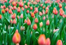 За цветами к празднику – в Борисовский опытный лесхоз. Почем их будут продавать