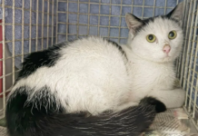 Четыре недели без воды и еды – кот в грузовом контейнере пересек Атлантику